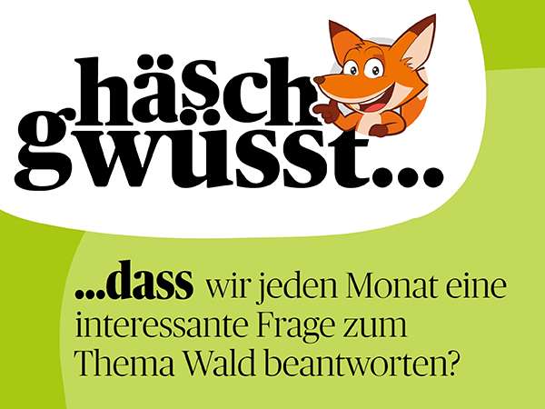 Häsch gwüsst... Häsch gwüsst...